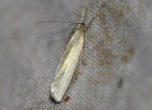Réf. 329 987 : Crambus perlella